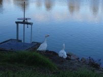I keep having a run in with these two geese... every time I try to get closer to the water, they come after me!
